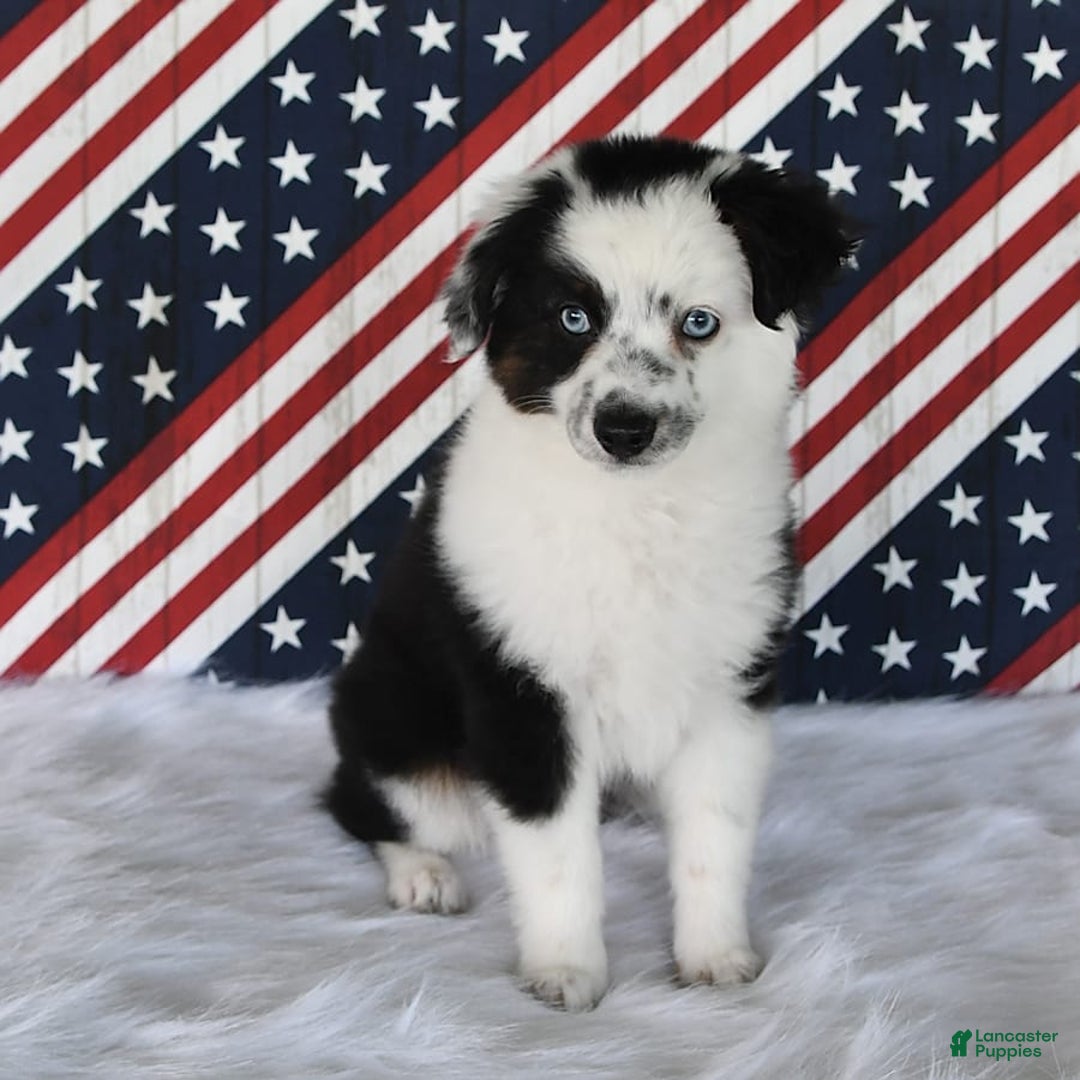 Miniature Australian Shepherd dogs for sale: Axel Toy - Image 37