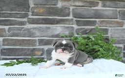 Olde English Bulldogge dogs for sale: Charles - Image 5