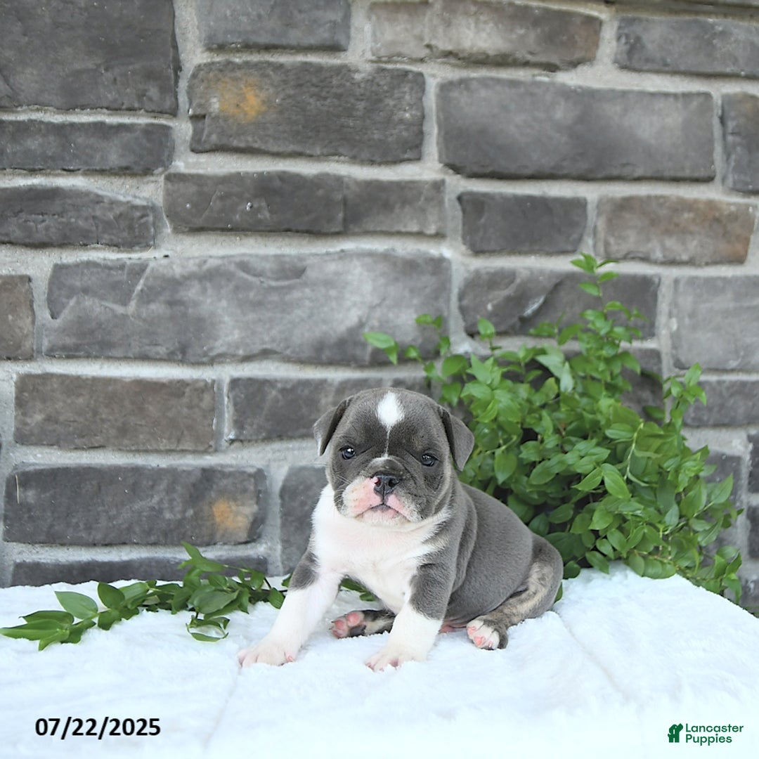 Olde English Bulldogge dogs for sale: Charles - Image 5