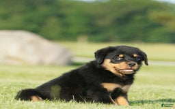 Rottweiler dogs for sale: Lilly - Image 6