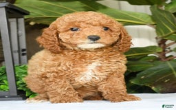 Mini Goldendoodle dogs for sale: Vance - Image 10