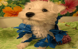 Miniature Schnauzer dogs for sale: Cotton Wiggles - Image 2