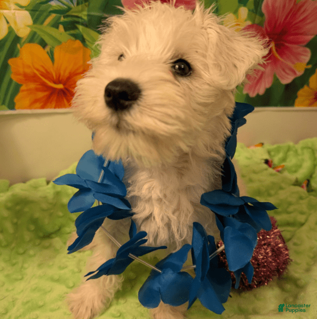 Miniature Schnauzer dogs for sale: Cotton Wiggles - Image 2