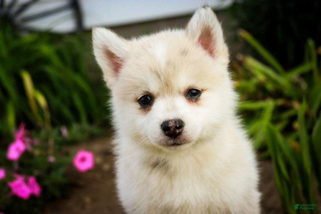 Pomsky dogs for sale: Blaze - Image 16