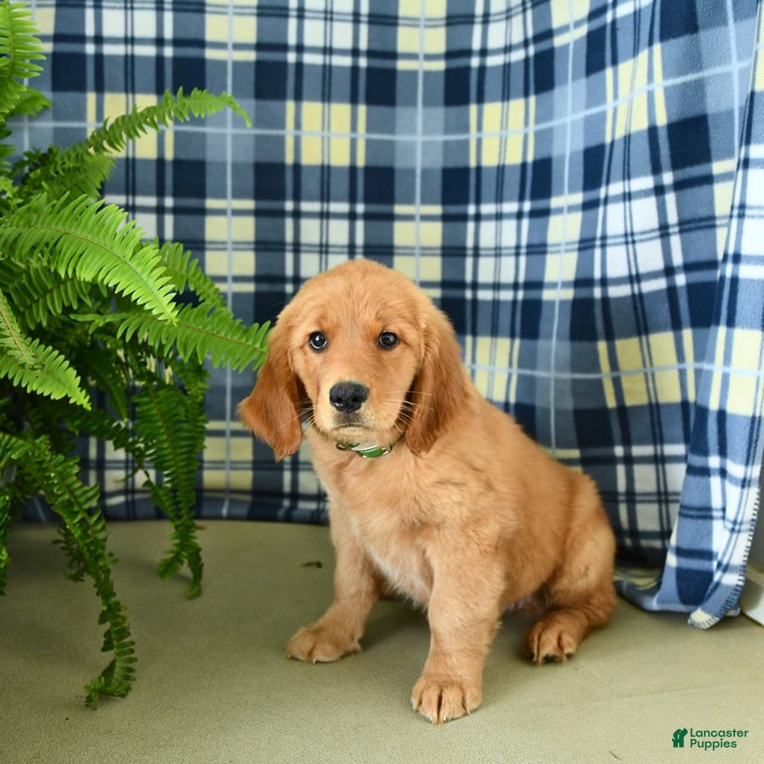 Golden Retriever dogs for sale: Linda - Image 8