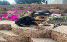 Yorkshire Terrier dogs for sale: Rocker - Image 8