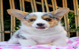 Welsh Corgi Pembroke dogs for sale: Georgie - Image 1