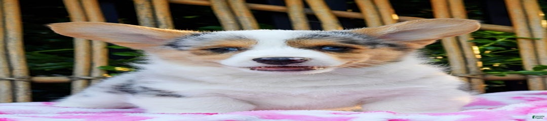 Georgie