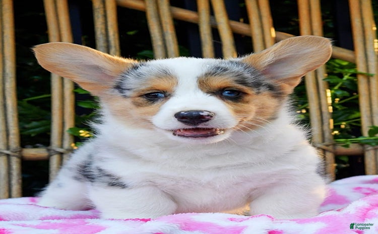 Welsh Corgi Pembroke dogs for sale - Ad 2