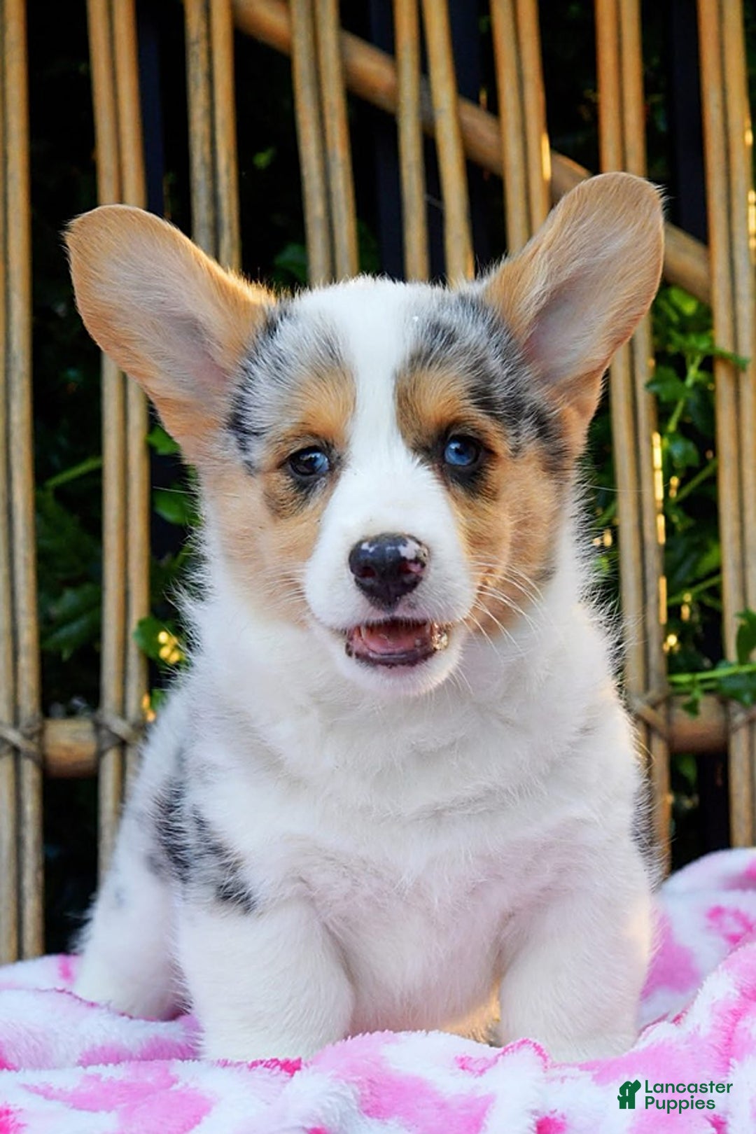 Welsh Corgi Pembroke dogs for sale: Georgie - Image 1