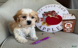 Teddy Bear dogs for sale: Felicity - Image 5
