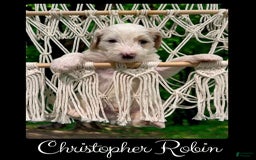 Bernedoodle dogs for sale: Christopher Robin - Image 3
