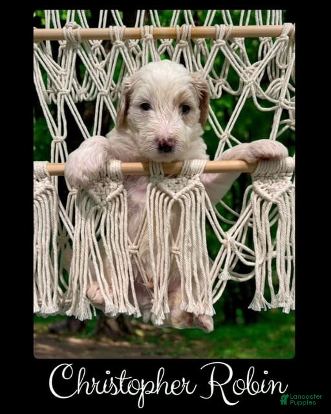 Bernedoodle dogs for sale: Christopher Robin - Image 3