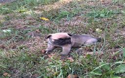 French Bulldog dogs for sale: Gru - Image 2