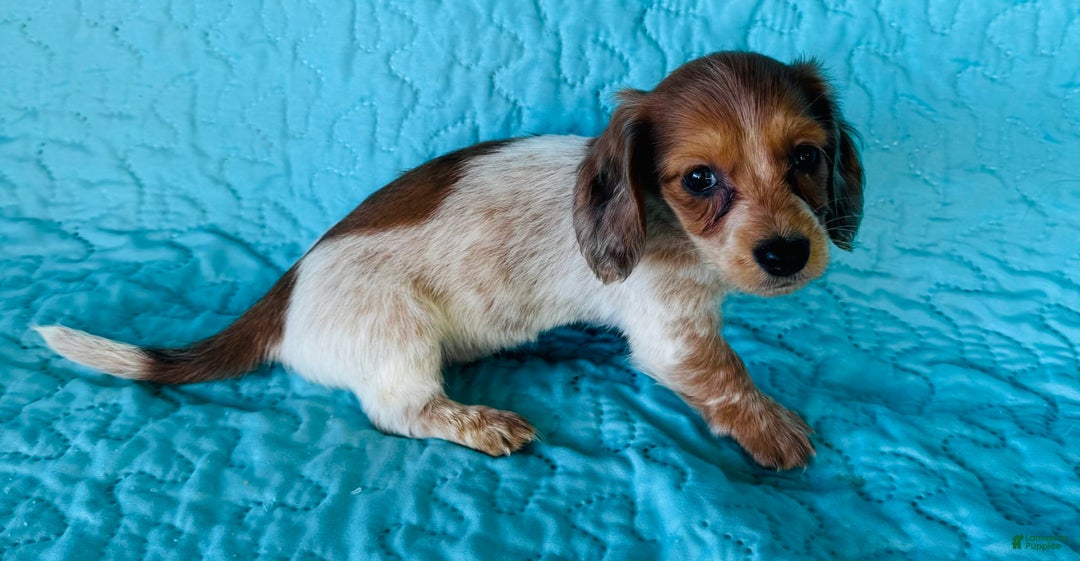 Miniature Dachshund dogs for sale: Reba LH - Image 9