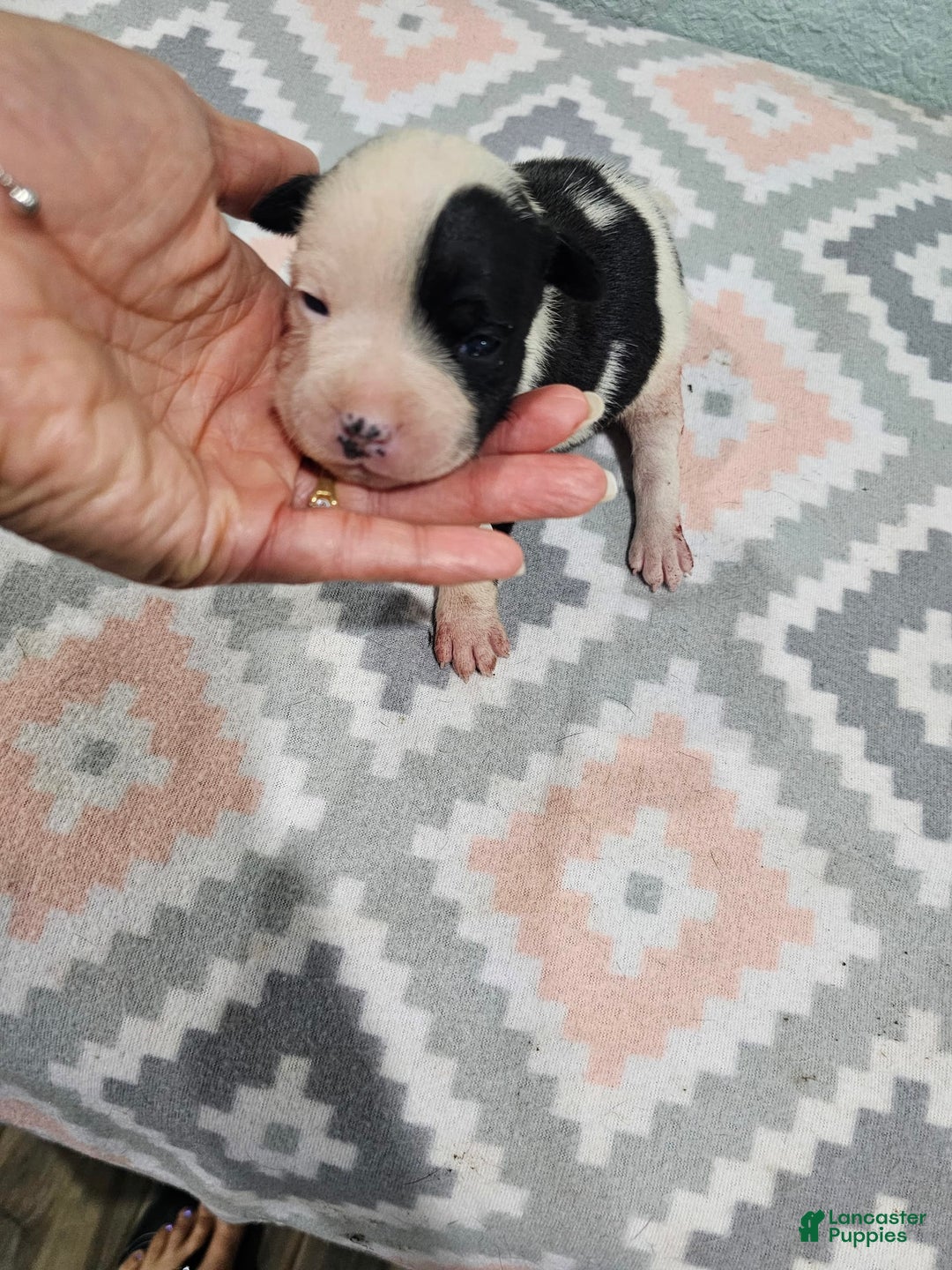 Staffordshire Bull Terrier dogs for sale: Deuce - Image 1