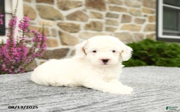 Mini Goldendoodle dogs for sale: Captain - Image 2