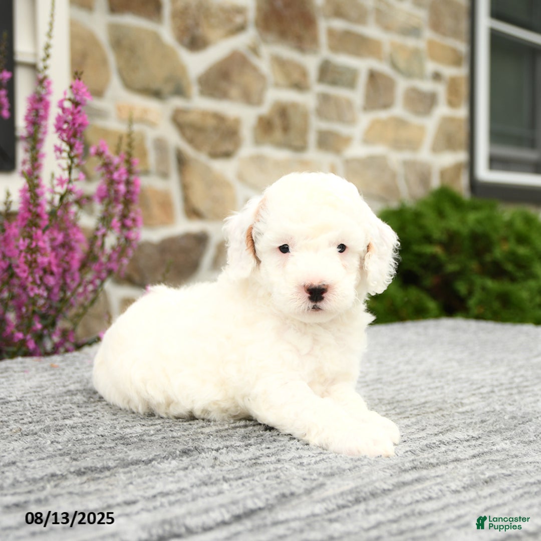 Mini Goldendoodle dogs for sale: Captain - Image 2