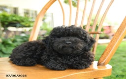 Toy Poodle dogs for sale: Gus - Image 8
