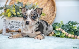 Chihuahua dogs for sale: Patience - Image 5