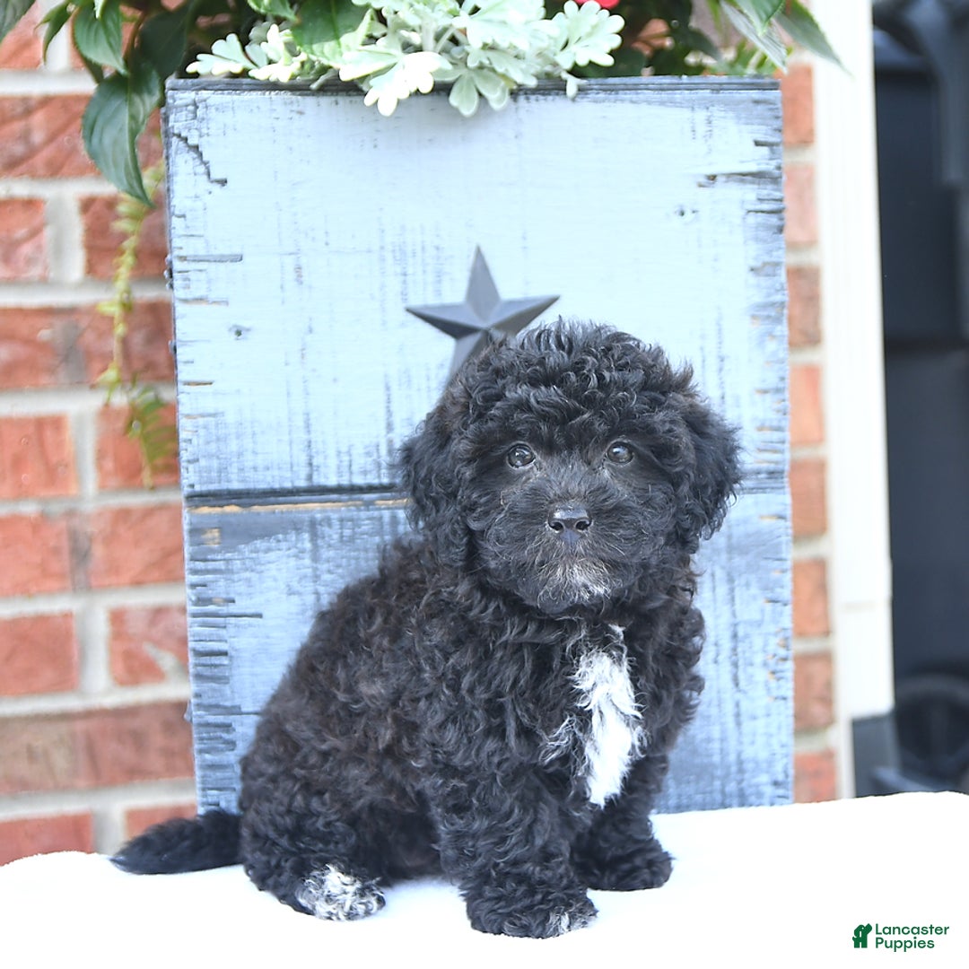 Toy Poodle dogs for sale: Kassia - Image 7