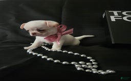 Chihuahua dogs for sale: Chanel - Image 7