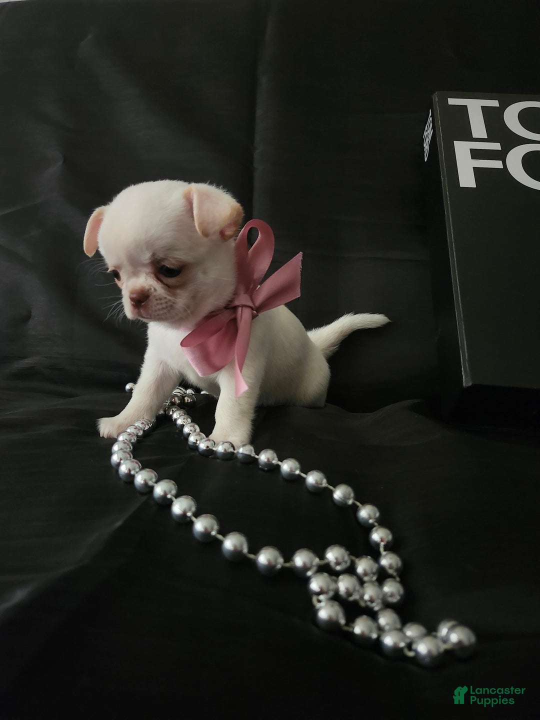 Chihuahua dogs for sale: Chanel - Image 7