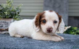 Miniature Dachshund dogs for sale: Casper - Image 3