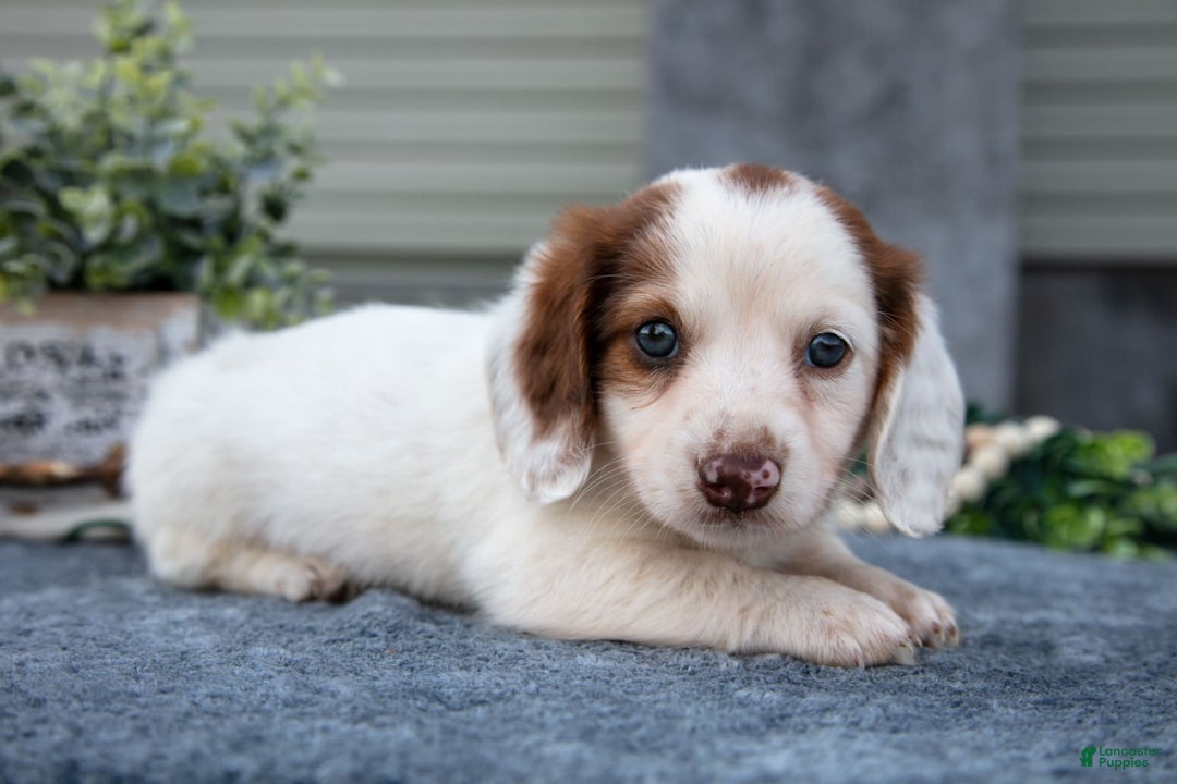 Miniature Dachshund dogs for sale: Casper - Image 3