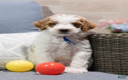 Standard Poodle dogs for sale: Frosting - Image 4