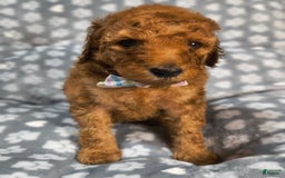 Mini Goldendoodle dogs for sale: Ravi - Image 6