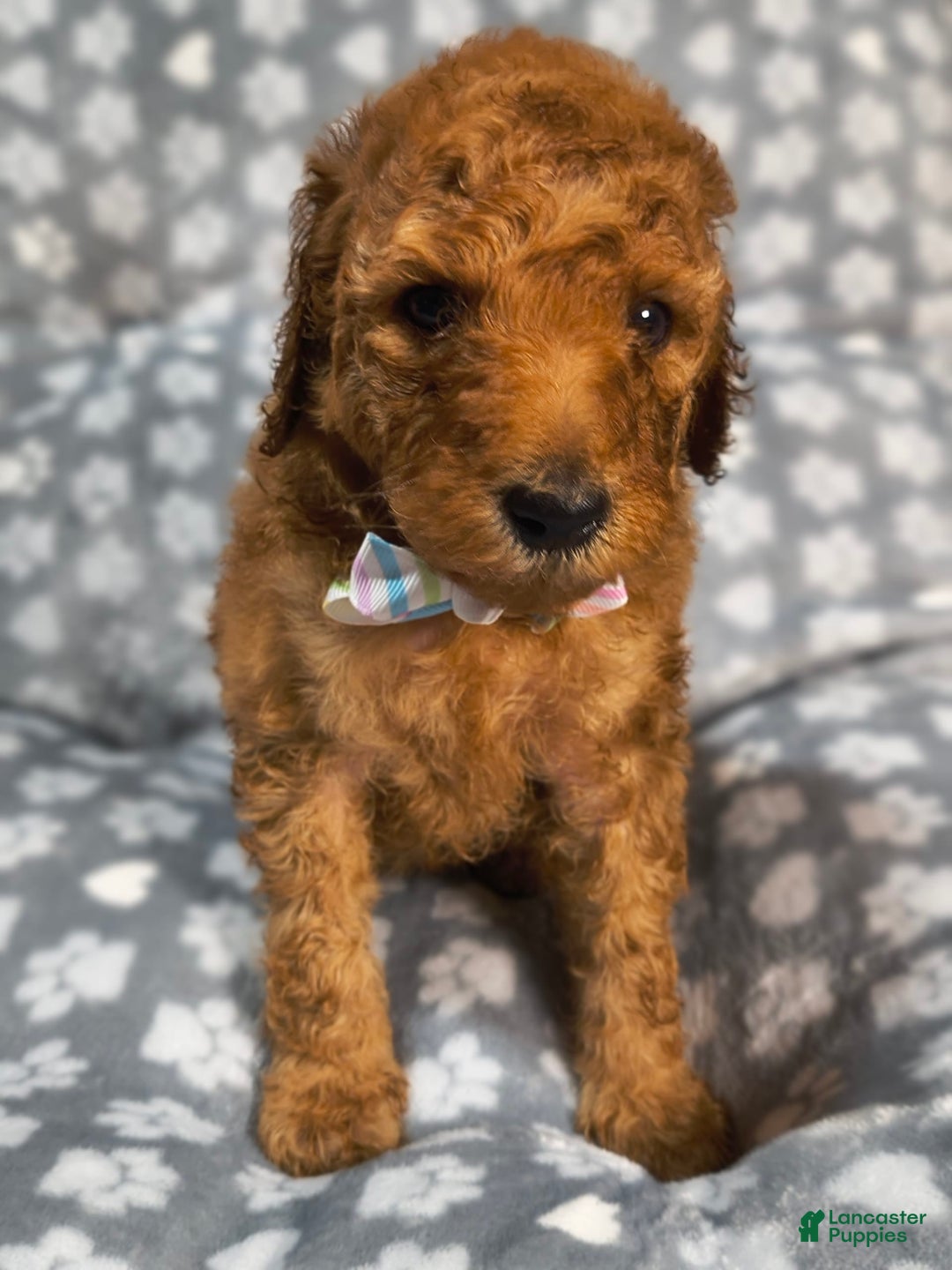 Mini Goldendoodle dogs for sale: Ravi - Image 6