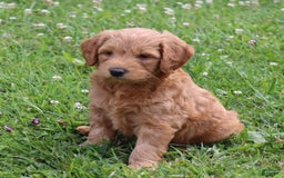 Mini Goldendoodle dogs for sale: Austin - Image 2
