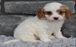 Cavapoo dogs for sale: Ace - Image 3