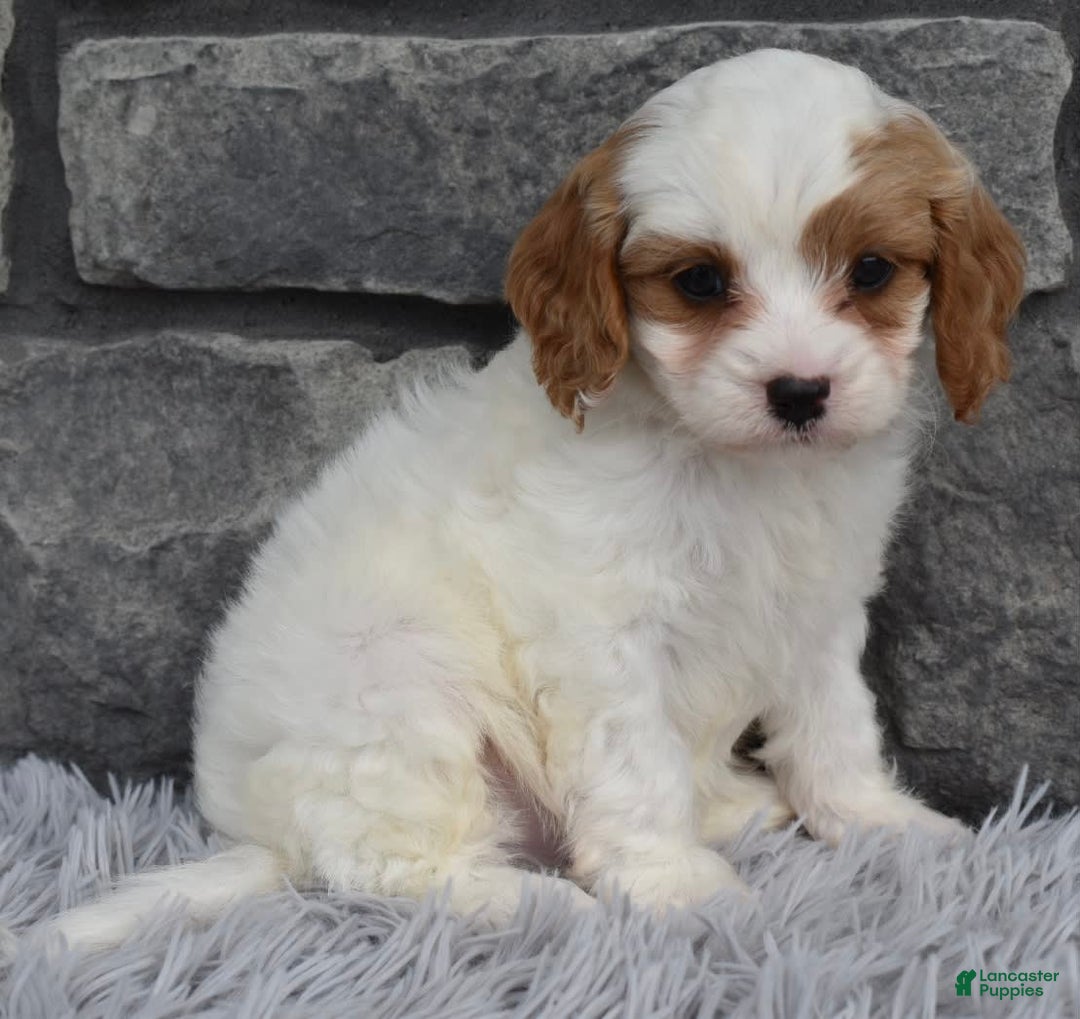 Cavapoo dogs for sale: Ace - Image 3
