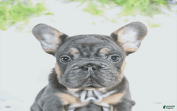 French Bulldog dogs for sale: Dory - Image 4