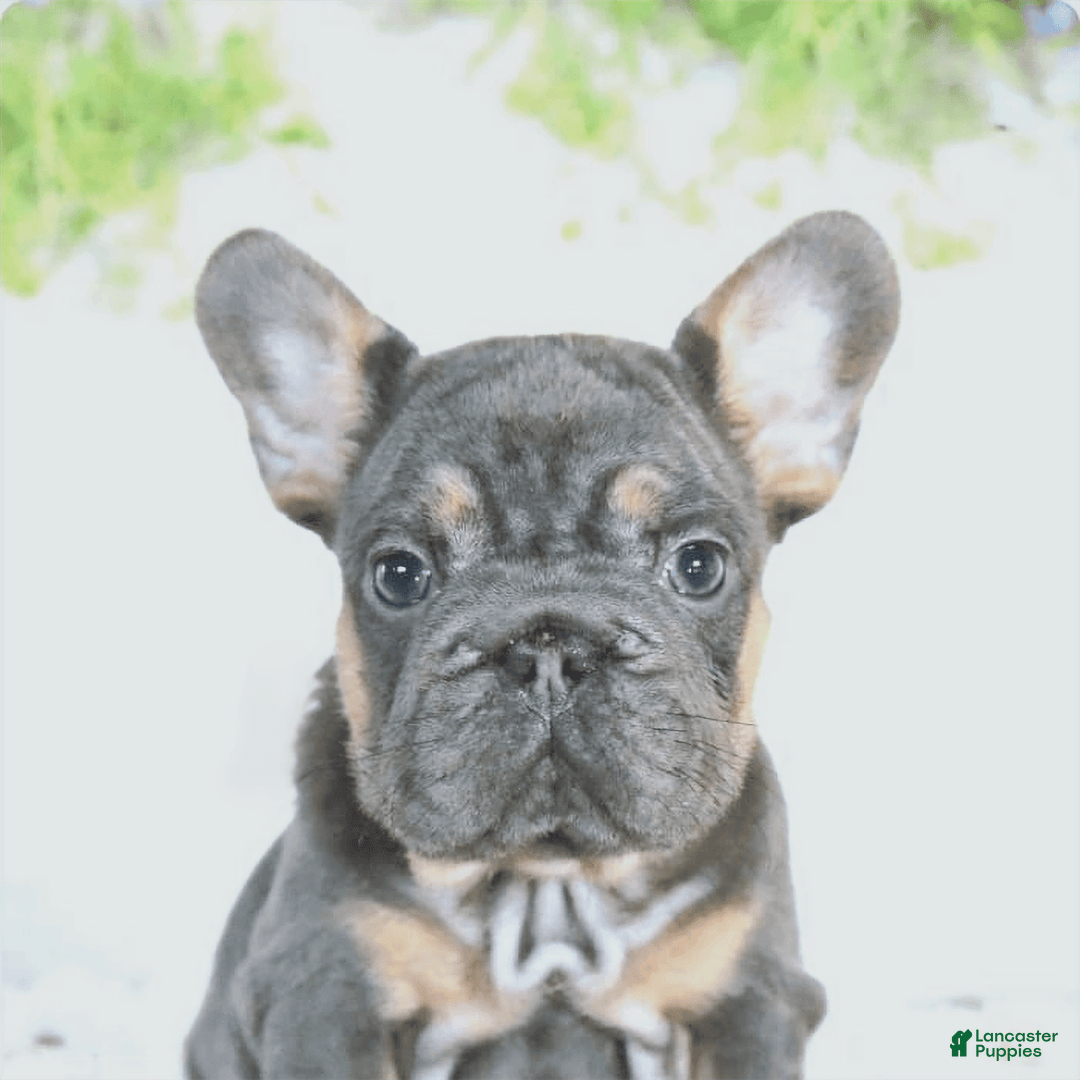 French Bulldog dogs for sale: Dory - Image 4