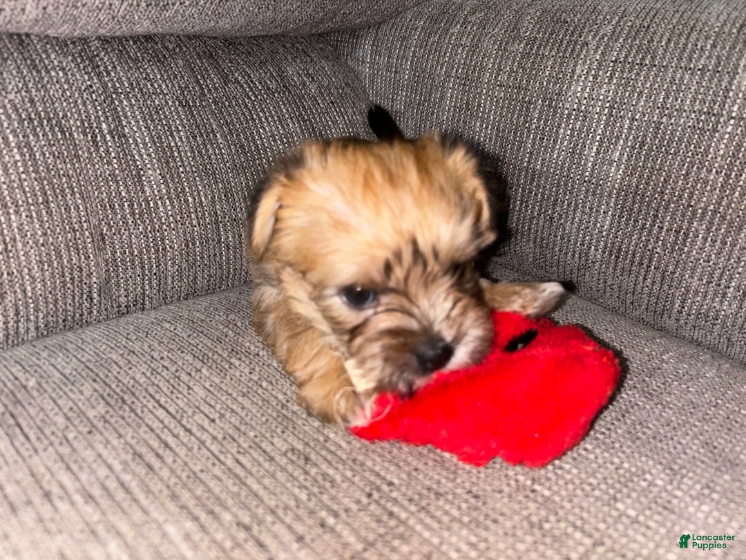 Morkie dogs for sale: Clover - Image 4