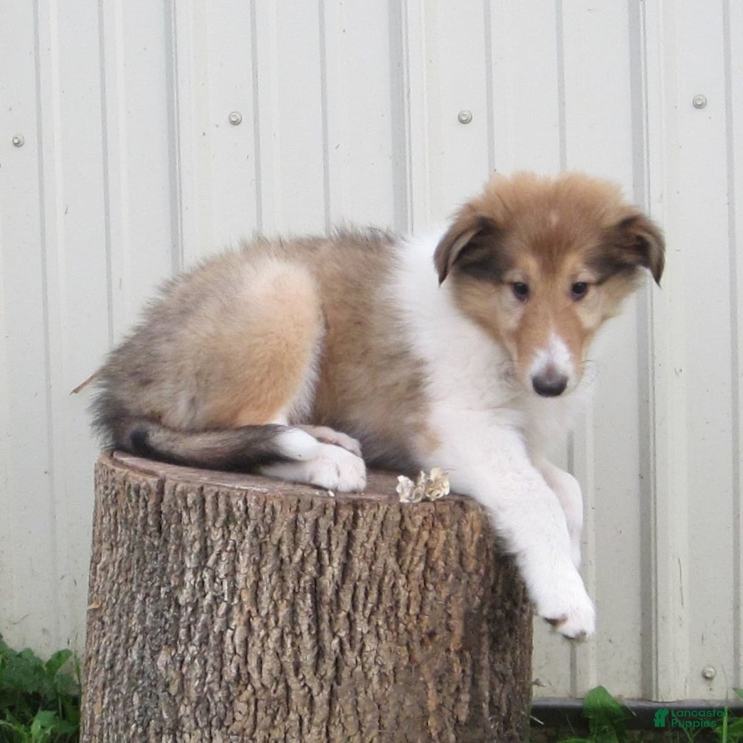 Collie dogs for sale: Albert - Image 2