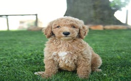 Standard Poodle dogs for sale: Captain - Image 1