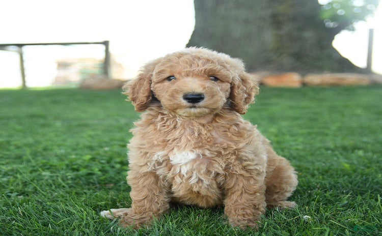 Standard Poodle dogs for sale - Ad 5