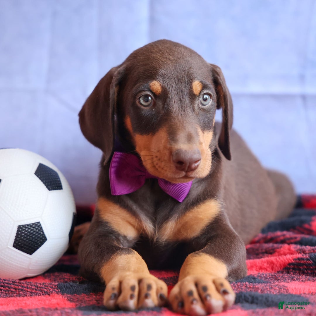 Doberman Pinscher dogs for sale: Dixie - Image 3