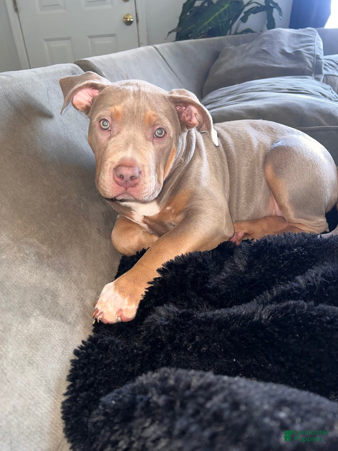 American Bully dogs for sale: Diamond - Image 16