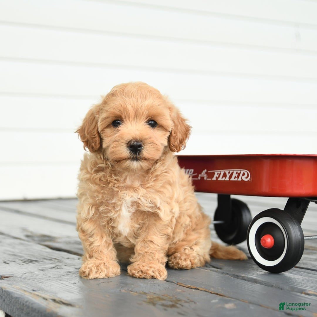 Maltipoo dogs for sale: Riley - Image 2