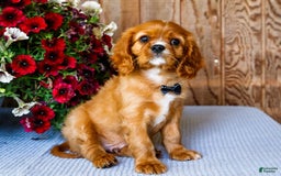 Cavalier King Charles Spaniel dogs for sale: Oliver - Image 9