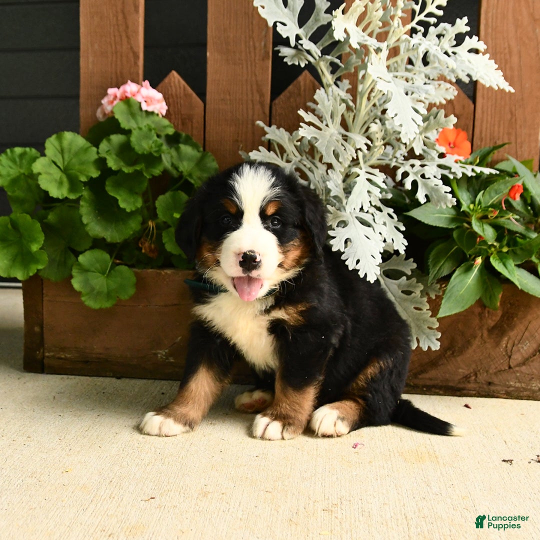 Bernese Mountain Dog dogs for sale: Maverick - Image 3