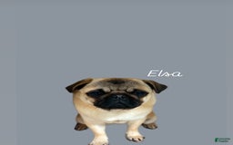 Pug dogs for sale: Mac - Image 4