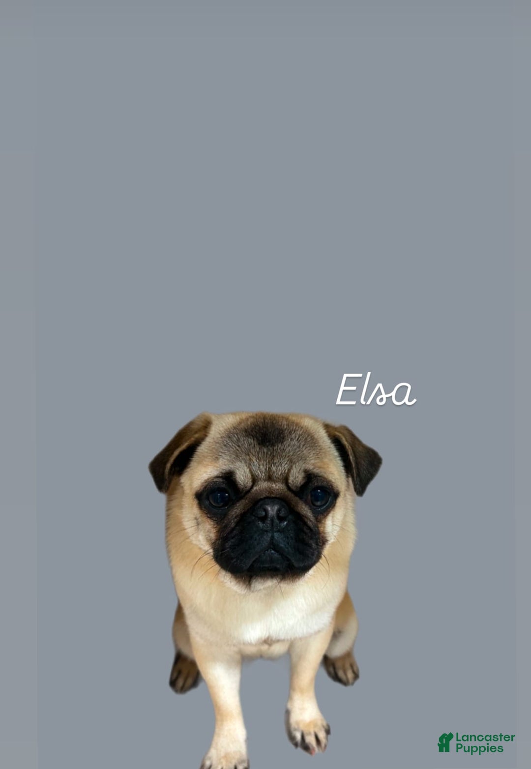 Pug dogs for sale: Mac - Image 4