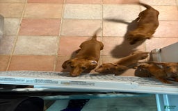 Dachshund dogs for sale: Tiny - Image 7
