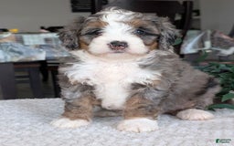 Mini Bernedoodle dogs for sale: Allie - Image 23